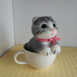 子猫 in cup 3枚目の画像