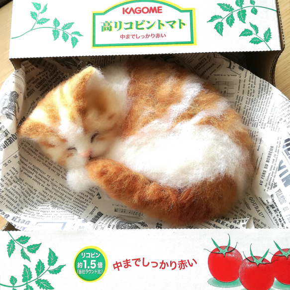 トマトの箱で眠る猫 5枚目の画像