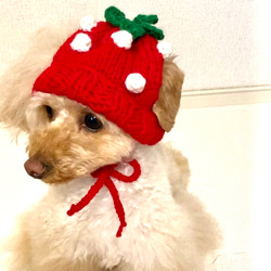 犬用帽子(Strawberry knit hat) 3枚目の画像