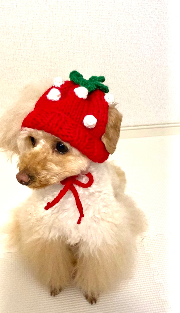 犬用帽子(Strawberry knit hat) 3枚目の画像