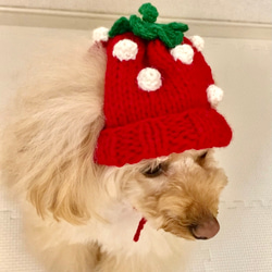 犬用帽子(Strawberry knit hat) 4枚目の画像