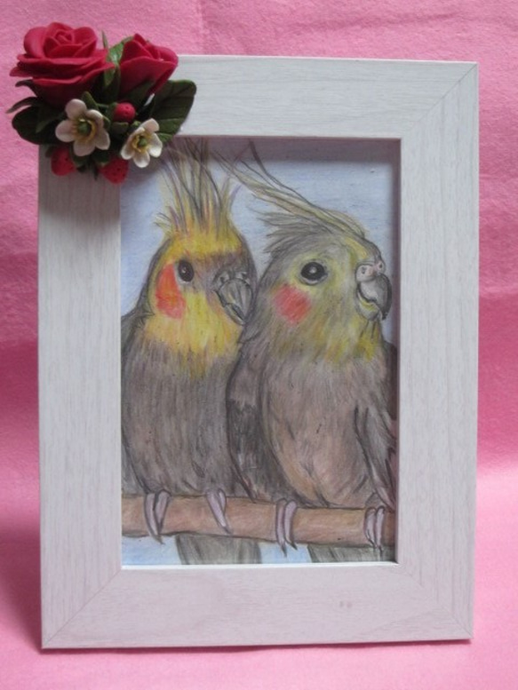 色鉛筆画オカメインコ(原画) （色鉛筆画 リアル可愛いセキセイ