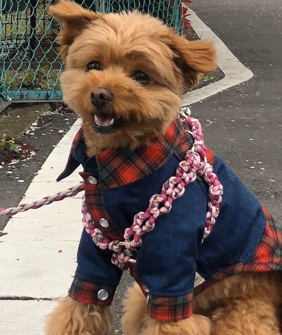 パラコード 8の字形ハーネス、リード セット 中 リード・首輪 PiMo