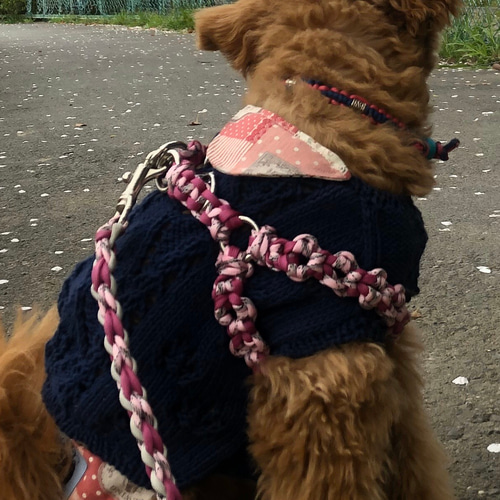 パラコード 8の字形ハーネス、リード セット 中 リード・首輪 PiMo