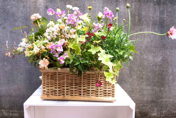 【お花のプレゼント】季節のフラワー寄せ植え　プランツギャザリング 1枚目の画像