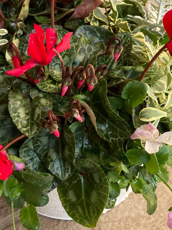【sale】シクラメンの寄せ植え　クリスマスのお花 3枚目の画像