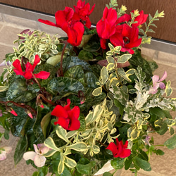 【sale】シクラメンの寄せ植え　クリスマスのお花 4枚目の画像