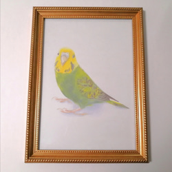 インコ 絵画 手描き 大型 額縁 インコ 絵画 手描き 大型 額縁 インコ 絵画 手描き 大型 額縁