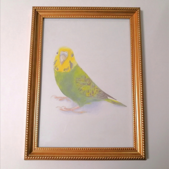セキセイインコのイラスト 絵画 Piyo Piyo*鳥さんのおもちゃ店