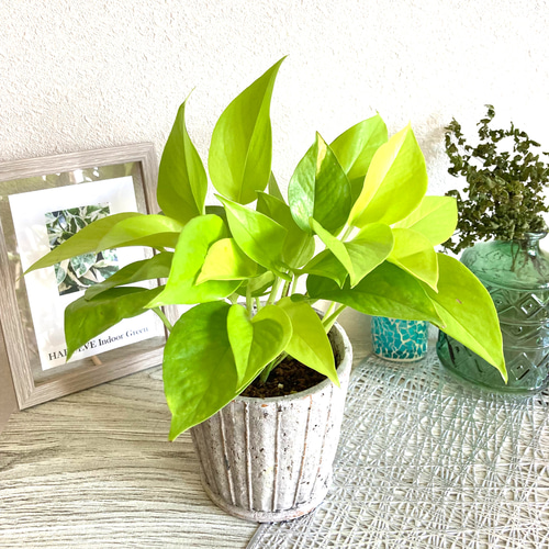ポトスライム 観葉植物 お洒落なインテリアグリーン その他インテリア 