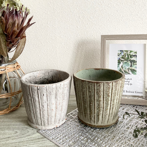 訳あり　お得　ペペロミア　バリエガータ 訳あり お得 ペペロミア バリエガータ