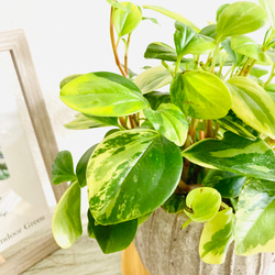 ペペロミア・グラベラ　観葉植物　お洒落なインテリアグリーン 4枚目の画像