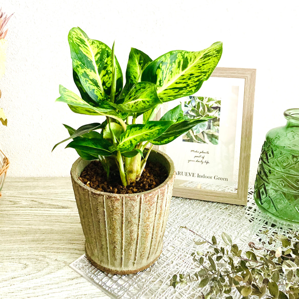 ディフェンバキア・スパークレス 観葉植物 お洒落なインテリアグリーン