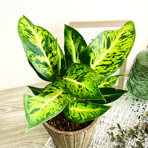 ディフェンバキア・スパークレス 観葉植物 お洒落なインテリアグリーン