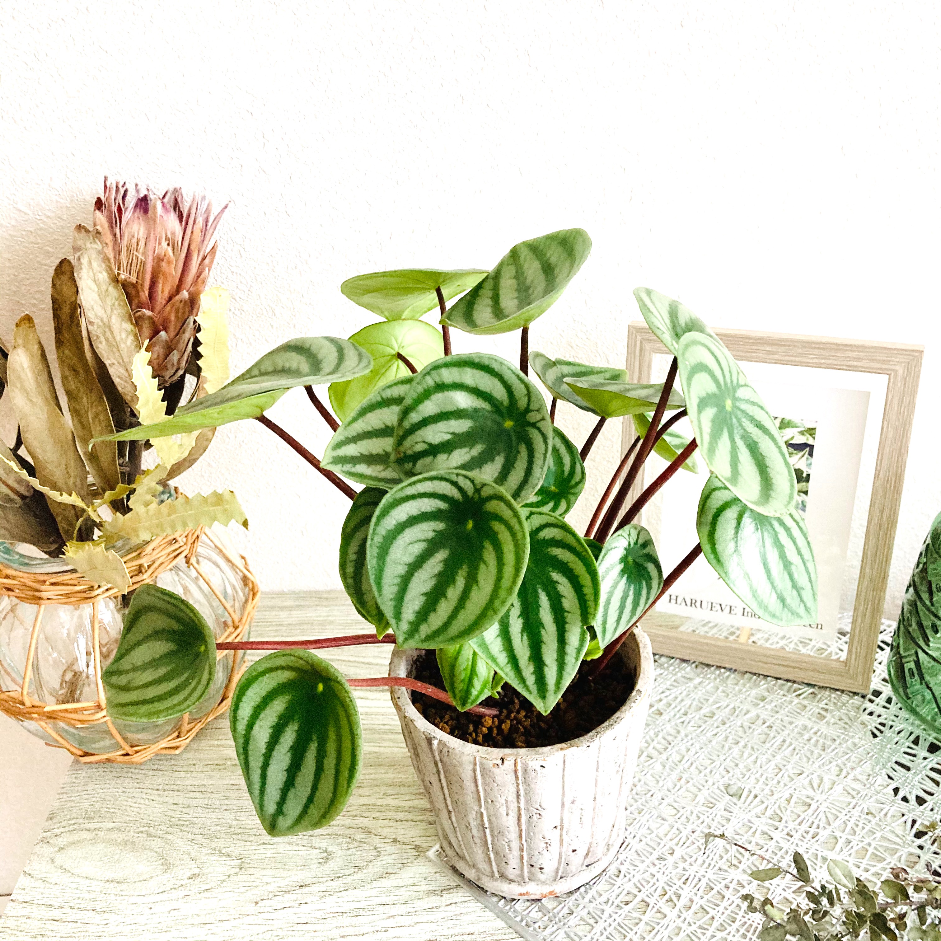 ●ポットごと♡雪兎♡斑入り♡サンデルシー♡希少♡スイカぺぺ♡ぺぺロミア♡観葉植物 雪兎 斑入りサンデルシー 希少 斑入りスイカぺぺ ぺぺロミア 観葉植物