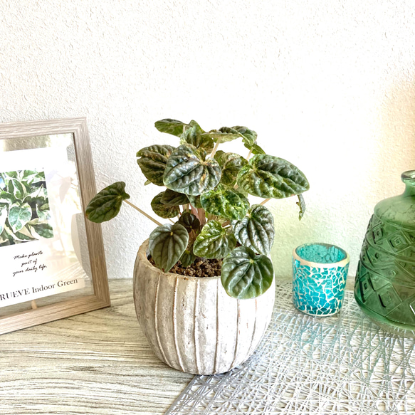 ペペロミア・カペラータ(斑入り) 観葉植物 お洒落なインテリアグリーン