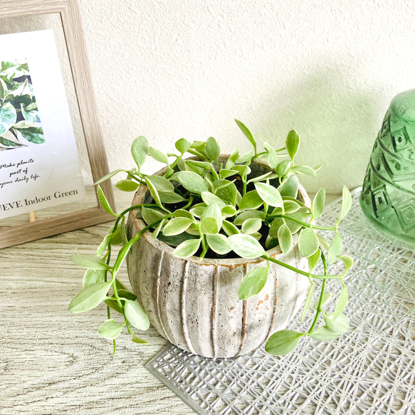 ディスキディア・シュガーエメラルディ　観葉植物　お洒落なインテリアグリーン 1枚目の画像