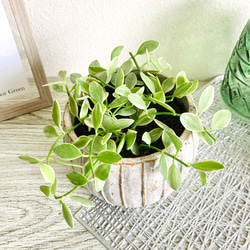 ディスキディア・シュガーエメラルディ　観葉植物　お洒落なインテリアグリーン 4枚目の画像