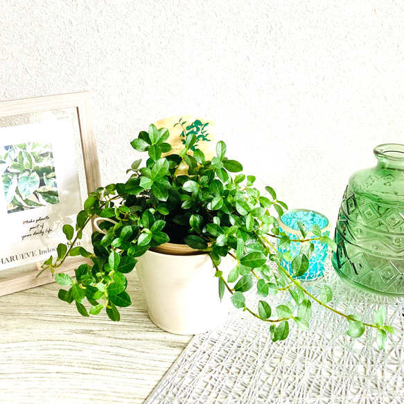 つる性ガジュマル　フィカス・シャングリラ　観葉植物　お洒落なインテリアグリーン 1枚目の画像