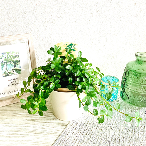 つる性ガジュマル フィカス・シャングリラ 観葉植物 お洒落な