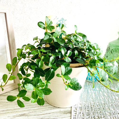 つる性ガジュマル フィカス・シャングリラ 観葉植物 お洒落な