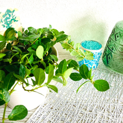 つる性ガジュマル　フィカス・シャングリラ　観葉植物　お洒落なインテリアグリーン 3枚目の画像