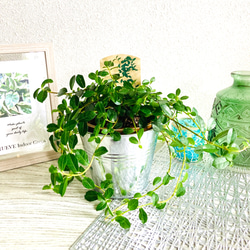 つる性ガジュマル フィカス・シャングリラ 観葉植物 お洒落な