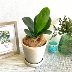 フィカス・リラータ(カシワバゴムノキ)　観葉植物　お洒落なインテリアグリーン 4枚目の画像
