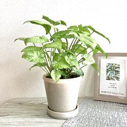 シンゴニューム・ホワイトバタフライ　観葉植物　お洒落なインテリアグリーン 2枚目の画像
