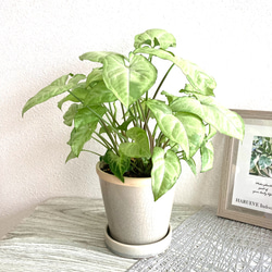 シンゴニューム・ホワイトバタフライ　観葉植物　お洒落なインテリアグリーン 5枚目の画像