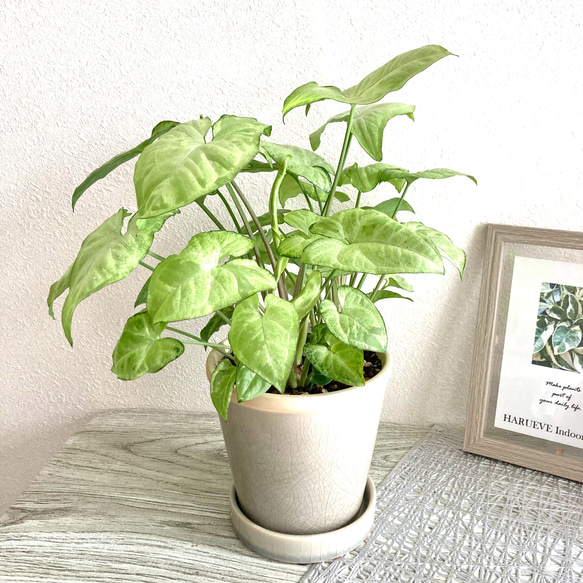 シンゴニューム・ホワイトバタフライ　観葉植物　お洒落なインテリアグリーン 6枚目の画像