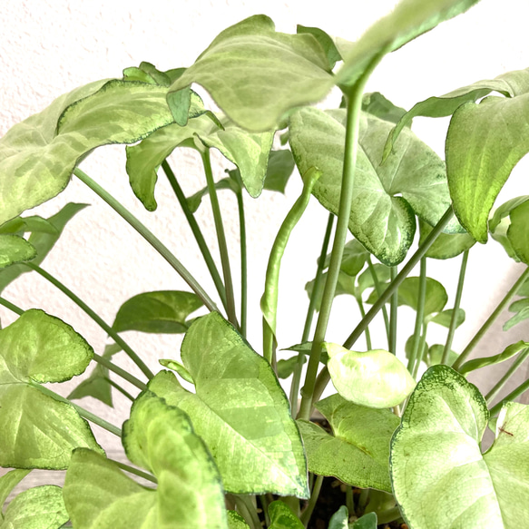 シンゴニューム・ホワイトバタフライ　観葉植物　お洒落なインテリアグリーン 7枚目の画像