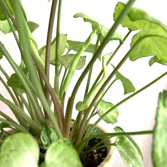 シンゴニューム・ホワイトバタフライ　観葉植物　お洒落なインテリアグリーン 8枚目の画像