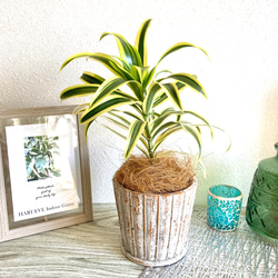 ドラセナ・ソングオブインディア　観葉植物　お洒落なインテリアグリーン 1枚目の画像