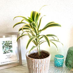 ドラセナ・ソングオブインディア　観葉植物　お洒落なインテリアグリーン 5枚目の画像