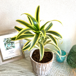 ドラセナ・ソングオブインディア　観葉植物　お洒落なインテリアグリーン 6枚目の画像