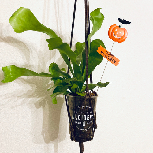 Creema限定 秋の福袋 ビカクシダ(コウモリラン)&プラントハンガー