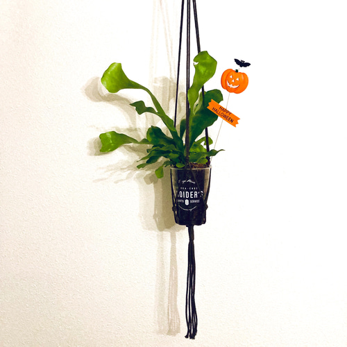 Creema限定 秋の福袋 ビカクシダ(コウモリラン)&プラントハンガー