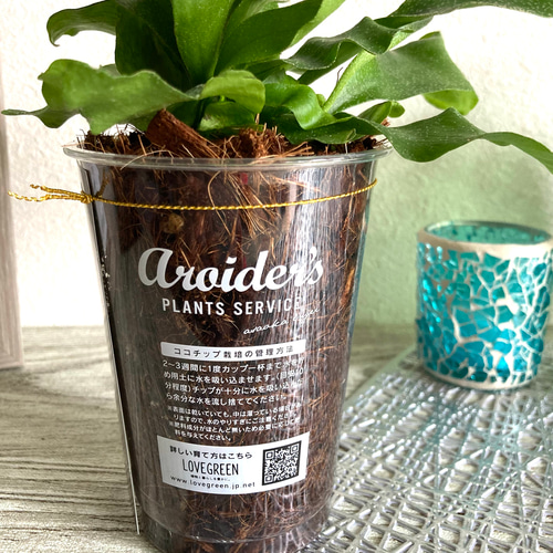 Creema限定 秋の福袋 ビカクシダ(コウモリラン)&プラントハンガー