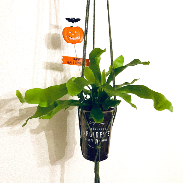 Creema限定 秋の福袋 ビカクシダ(コウモリラン)&プラントハンガー