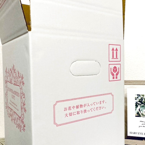 Creema限定 秋の福袋 ビカクシダ(コウモリラン)&プラントハンガー