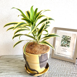 ドラセナ・ソングオブインディア　観葉植物　お洒落なインテリアグリーン 2枚目の画像