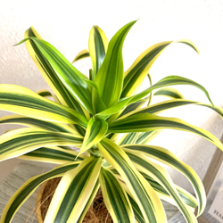 ドラセナ・ソングオブインディア　観葉植物　お洒落なインテリアグリーン 5枚目の画像