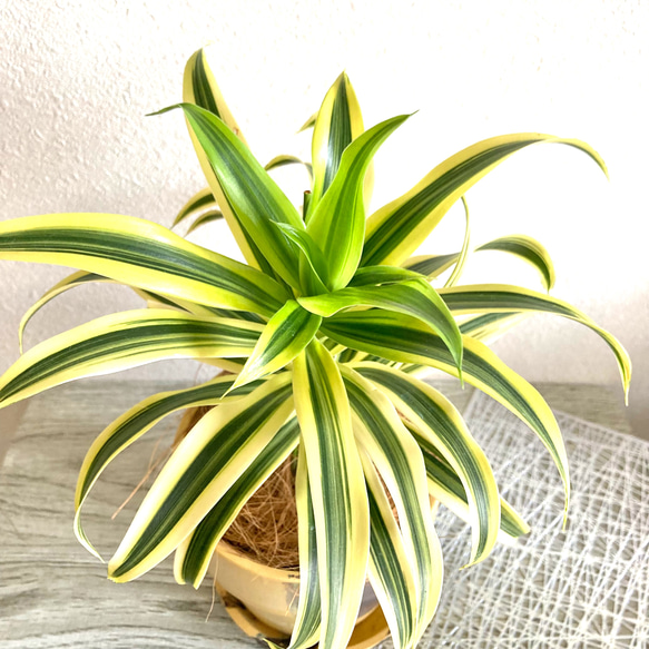 ドラセナ・ソングオブインディア　観葉植物　お洒落なインテリアグリーン 6枚目の画像