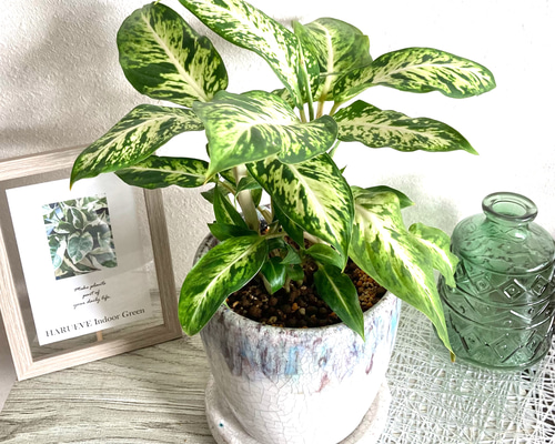 0_6b504a009b6b7043d474ec6893c1