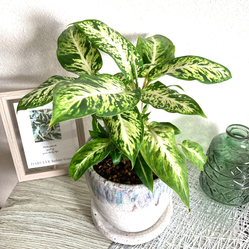 ディフェンバキア・スパークレス 観葉植物 お洒落なインテリアグリーン