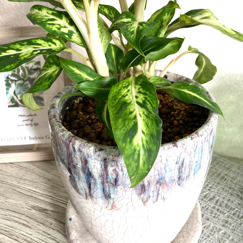 ディフェンバキア・スパークレス 観葉植物 お洒落なインテリアグリーン