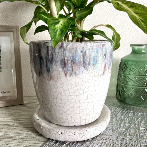 ディフェンバキア・スパークレス 観葉植物 お洒落なインテリアグリーン