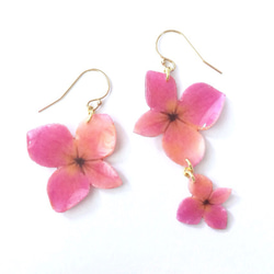 Sunset Pink Hydrangea Earrings [Pierced or Clip-on] 第2張的照片