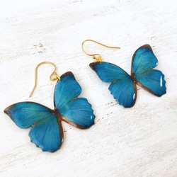 Exotic Blue Butterfly earrings [Pierced or Clip-on] 第5張的照片